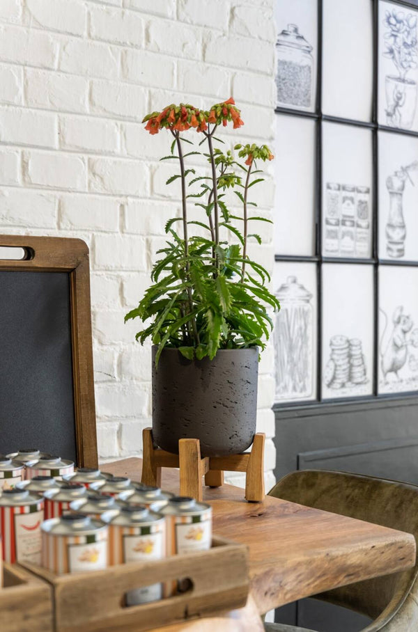 Pottery Pots Black washed Charlie Pot with Low stand potted with a Kalanchoe plant and on a wood table in a lifestyle shot.