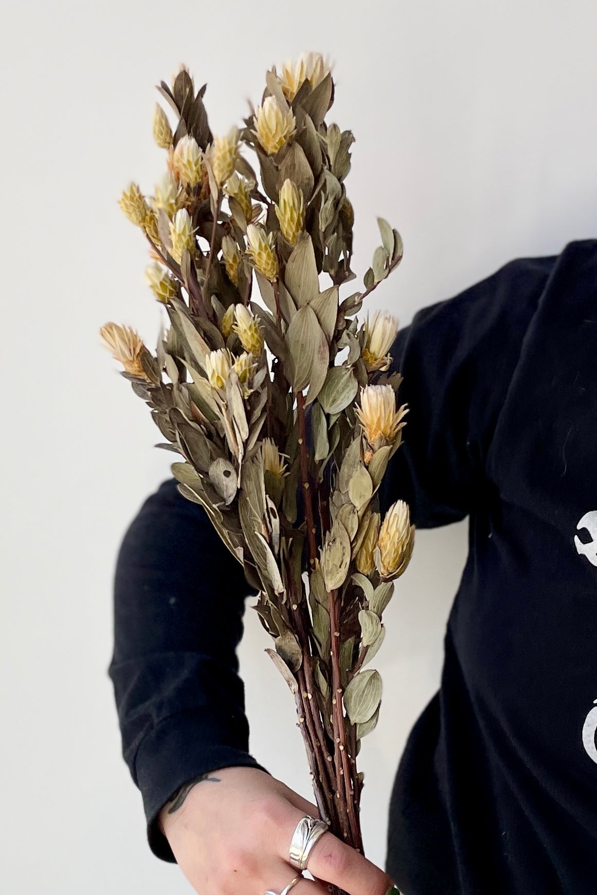 Preserved Maracumba bunch at SPROUT HOME being held in hand showing the scale. 