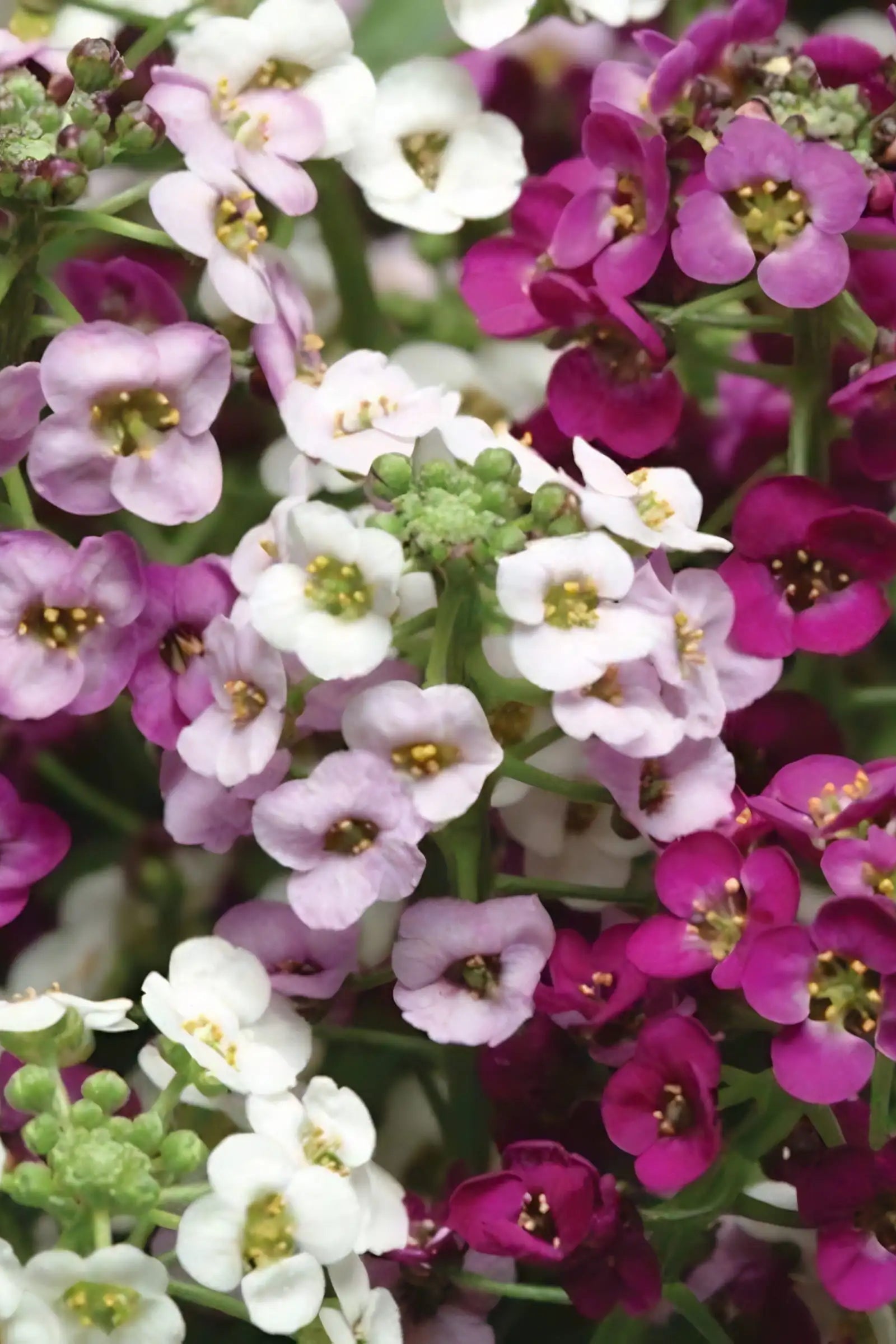 Allyum 'Clear Crystal Lavender Shades' up close in bloom in May ©Clesen Wholesale