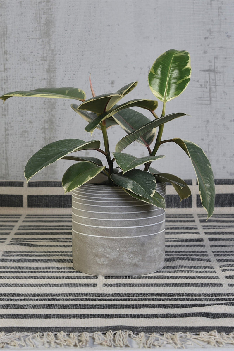 Paso linear cement cachepot with a rubber plant inside by Homart.