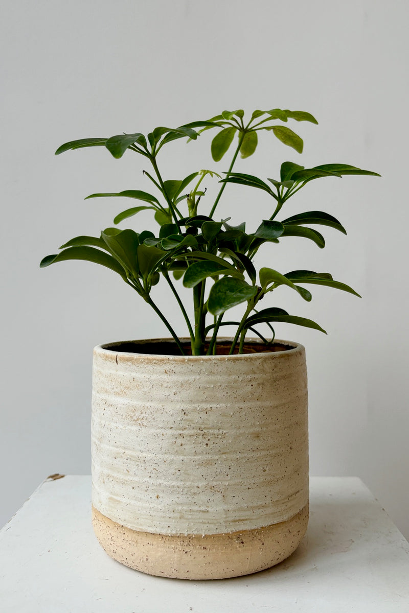 Stoneware ceramic cachepot with a weathered, beige, raw clay finish and glazed interior styled with a green plant against a white background.