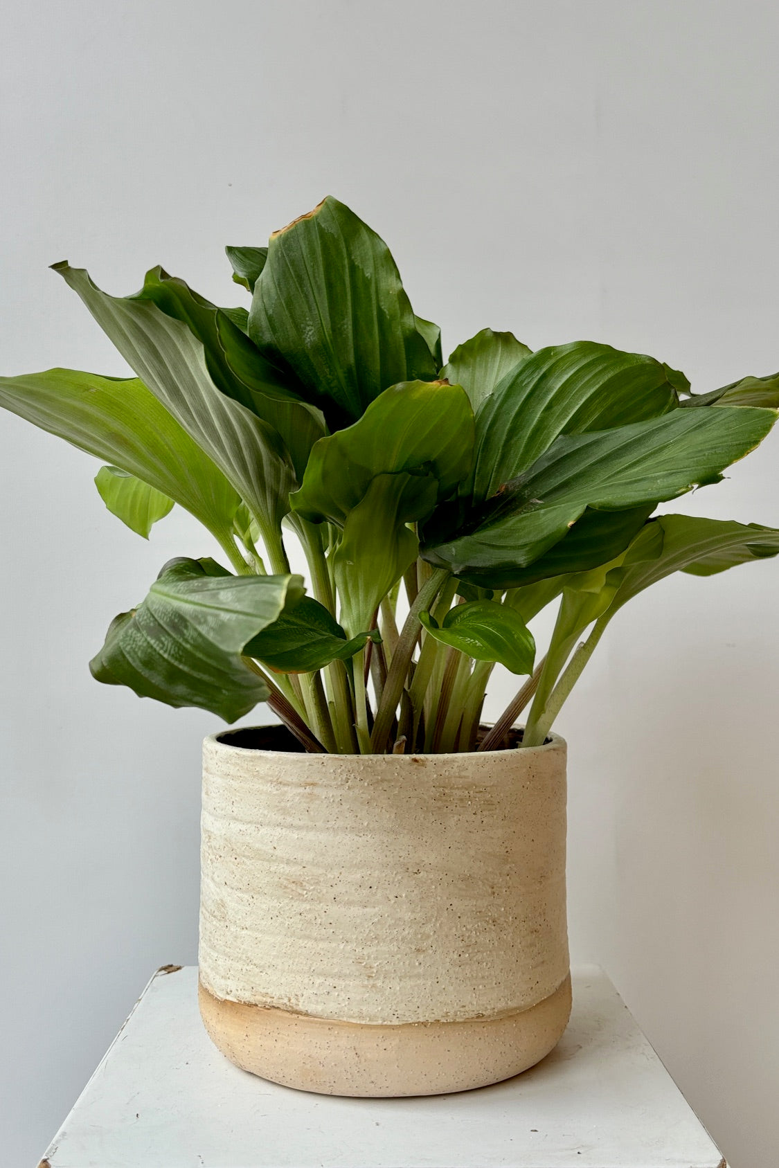 Stoneware ceramic cachepot with a weathered, beige, raw clay finish and glazed interior styled with a green plant against a white background.