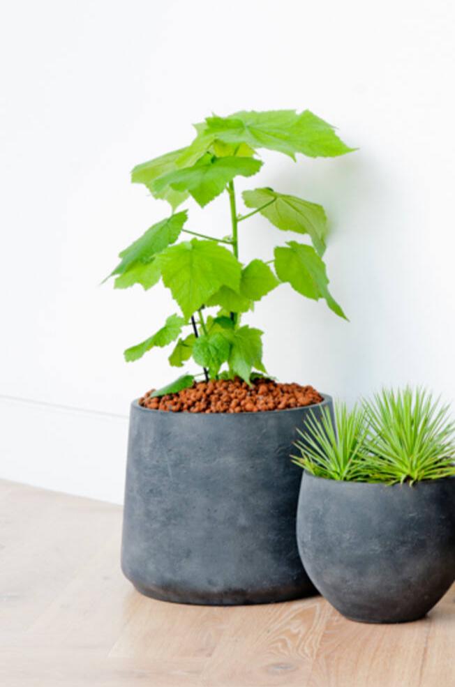 Pottery Pots Patt Black Washed Pot planted with a plant sitting next to a Mini Orb pot planted.
