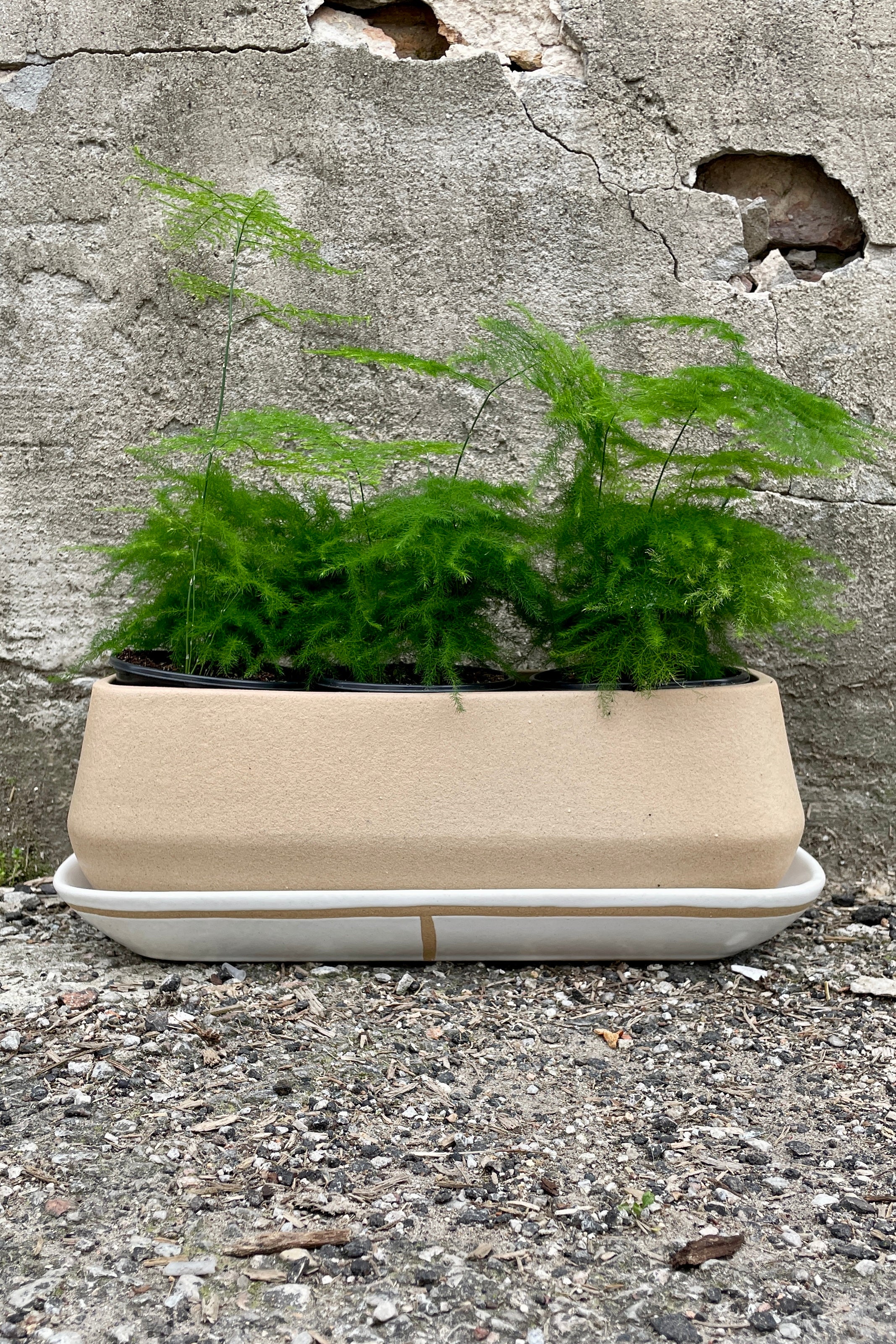 The Dublin planter with asparagus fern placed inside.