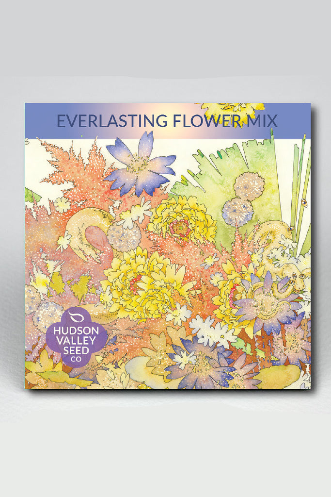 Colorful packaging of Hudson Valley Seed Co. Everlasting Flower Mix on a gray background ©Hudson Valley Seed Co.