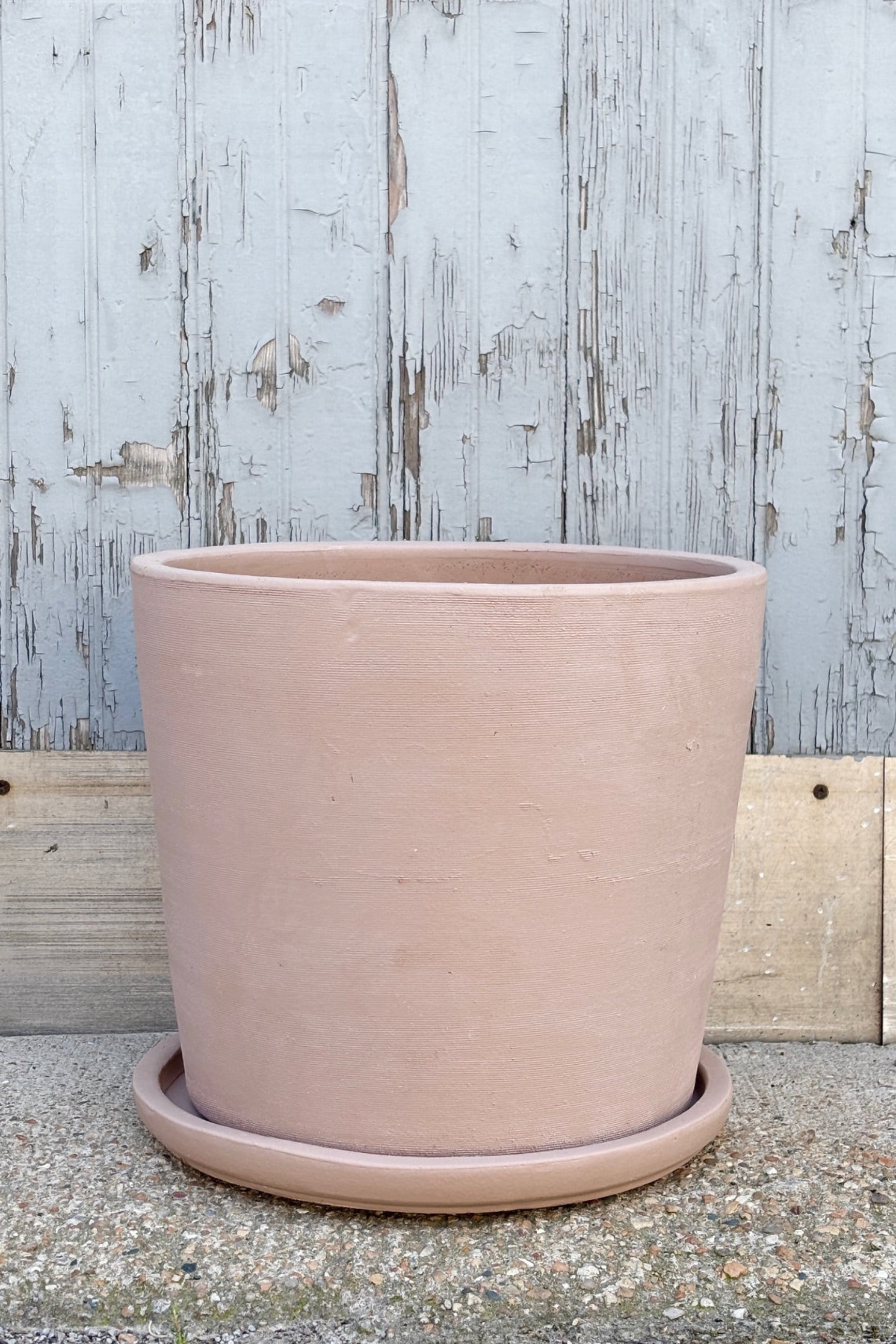 Extra large shell colored Maracay planter against a grey wall ©Sprout Home