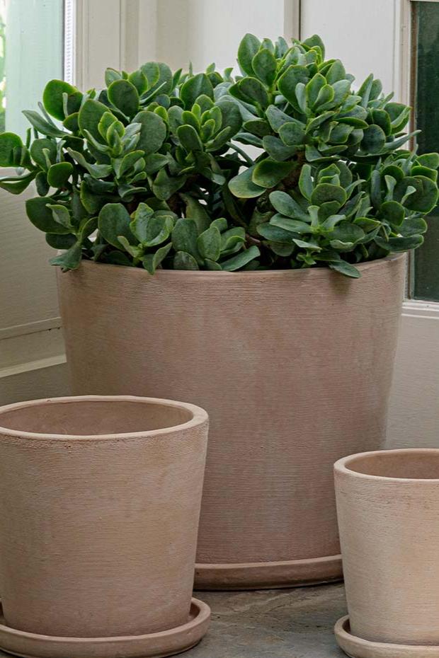 extra large shell colored Maracay planter potted with a Jade plant and smaller Shell Maracay empty planters in front of it. 