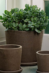 Extra Large Carob Maracay planter and saucer planted with a jade and among other sized empty carob maracay planters. 