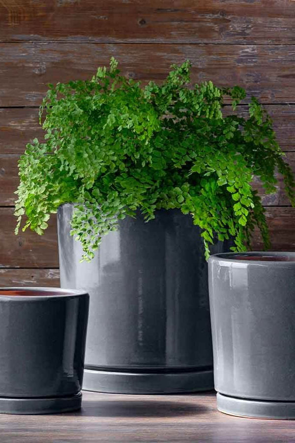 Large I/O 2 ceramic planter in Steel color with a potted Maidenhair fern