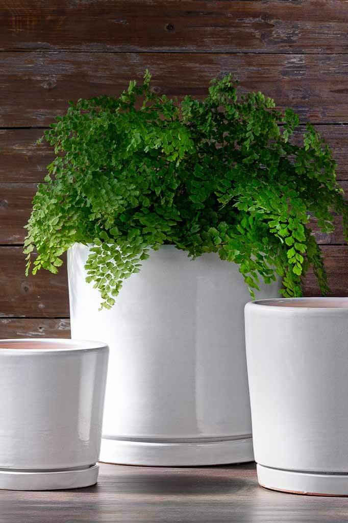 Large I/O 2 cylinder pot with saucer in white with a fern inside.