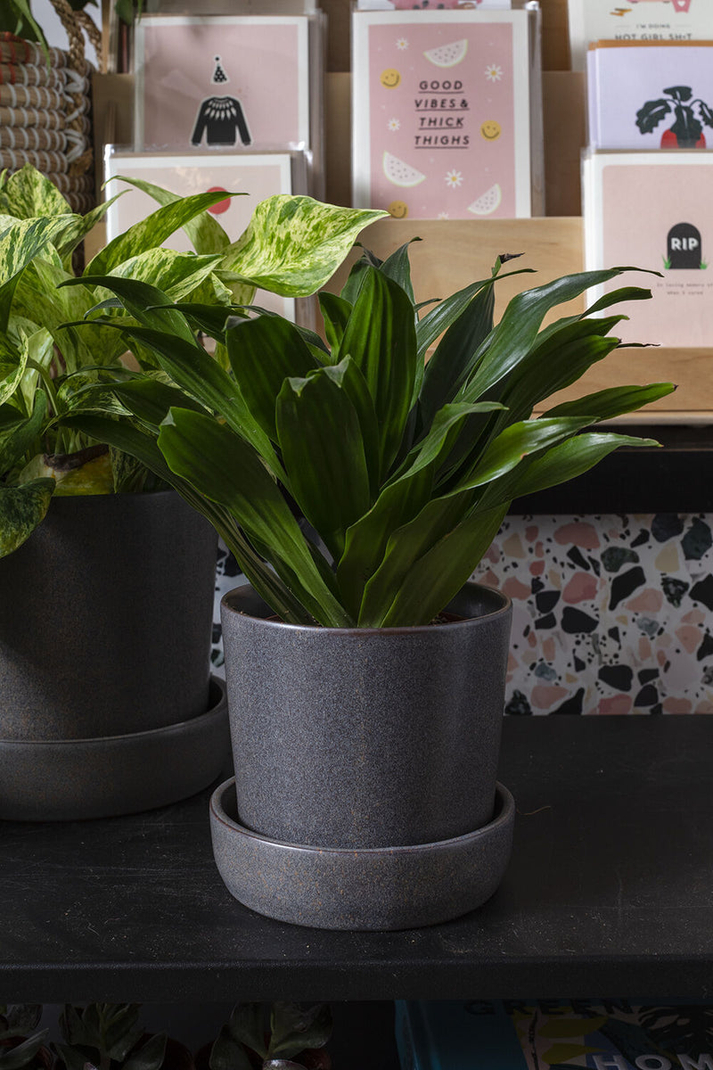 Black Watson pots planted and sitting on a black mantle in front of greeting cards.