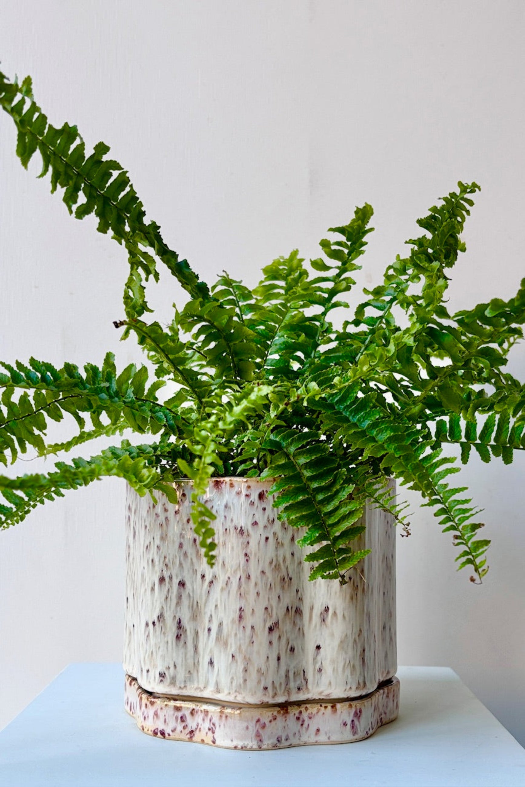 Speckled Avenell ceramic pot with a plant on a white surface ©Sprout Home