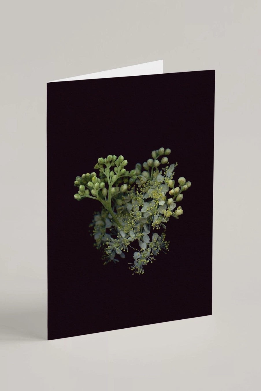 Meadowsweet Greeting card with a floral design on a black background  ©Raoul & Simone