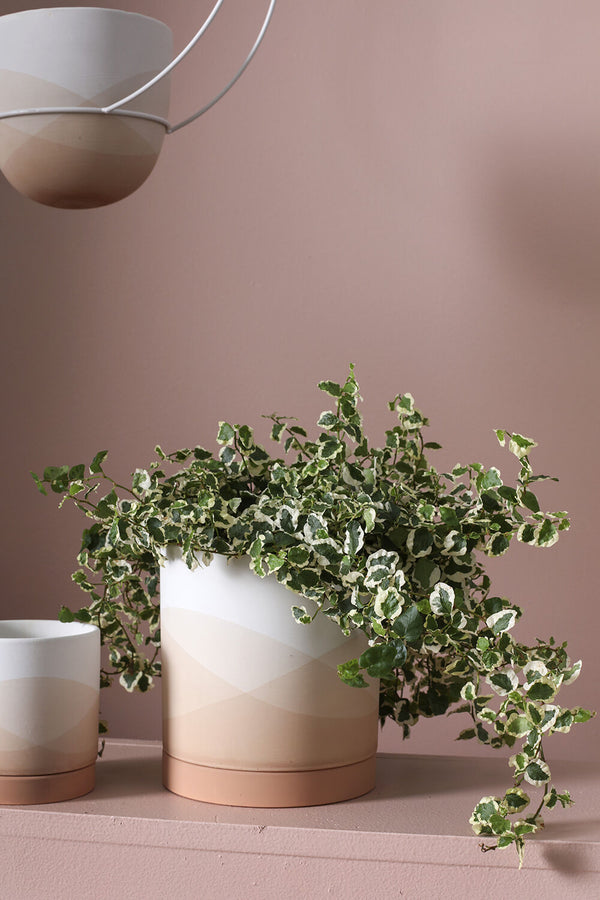 A potted Vesper pot with a variegated Ficus plant against a pink lilac wall. 