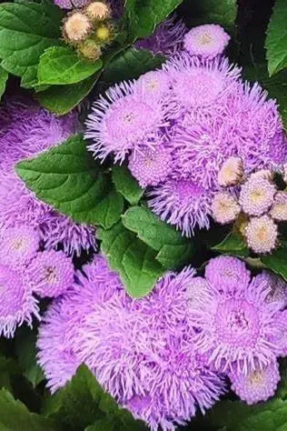 Ageratum 'Kona Blue' up close with its purple blue flowers that looks like puff balls ©Clesen Wholesale