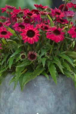 Echinacea 'Sun Magic Vintage Red' flowers of  pink and red flowers in a metal container on a blurred green background ©Clesen Wholesale