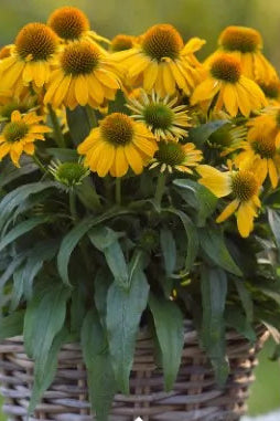 Echinacea 'Sun Magic Vintage Yellow' plant with yellow flowers and green leaves on a blurred background ©Clesen Wholesale