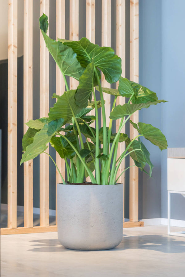 Pottery Pots Charlie washed Grey planter with an Alocasia plant inside and a wood slatted wall behind.