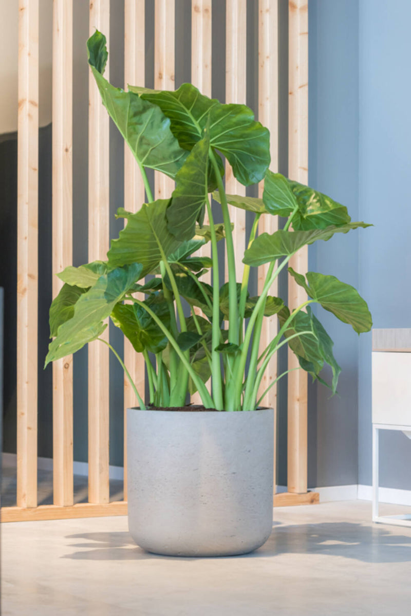 Pottery Pots Charlie washed Grey planter with an Alocasia plant inside and a wood slatted wall behind.