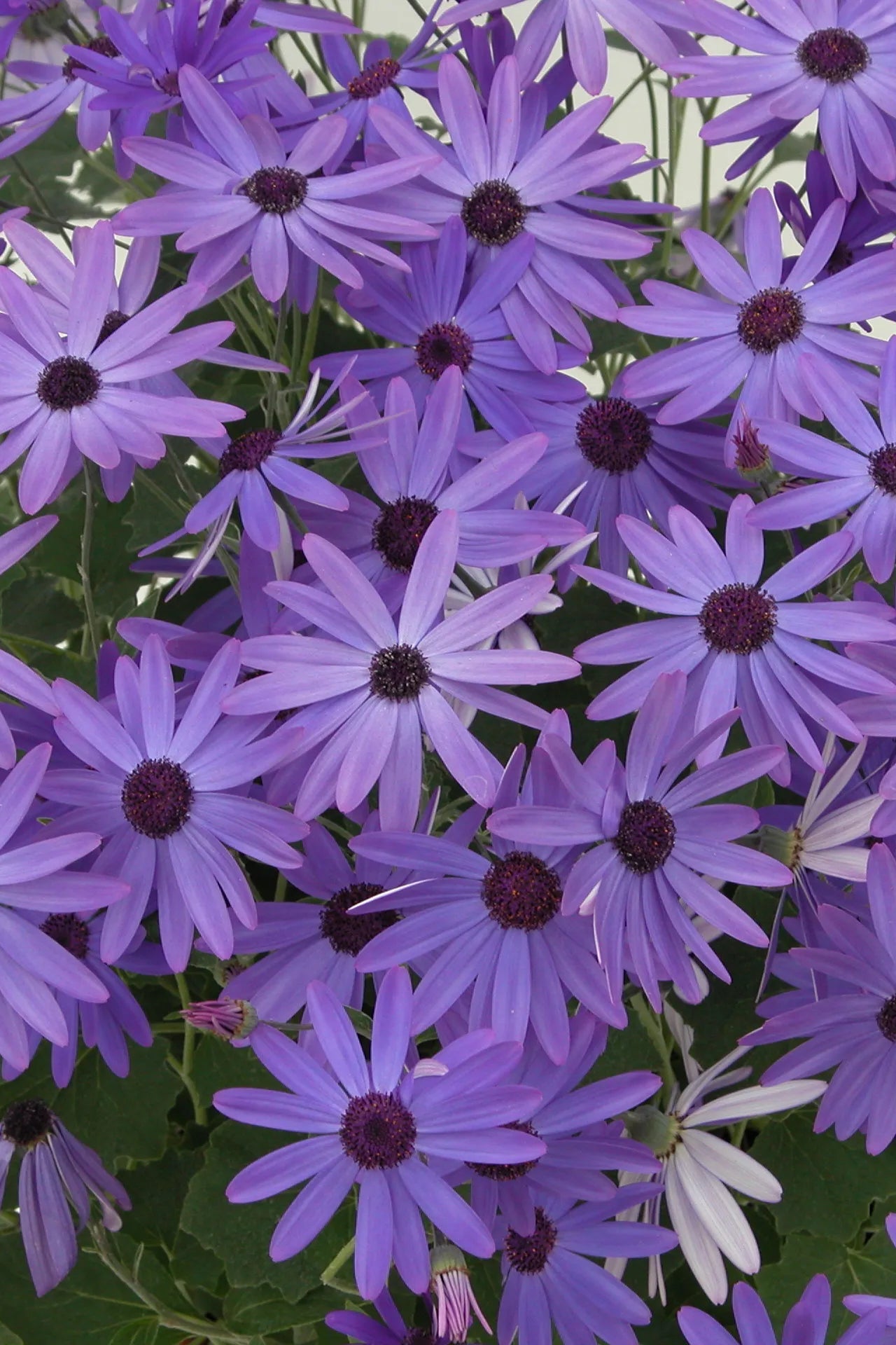 Bright open daisy like flowers of Senetti Blue ©Clesen Wholesale