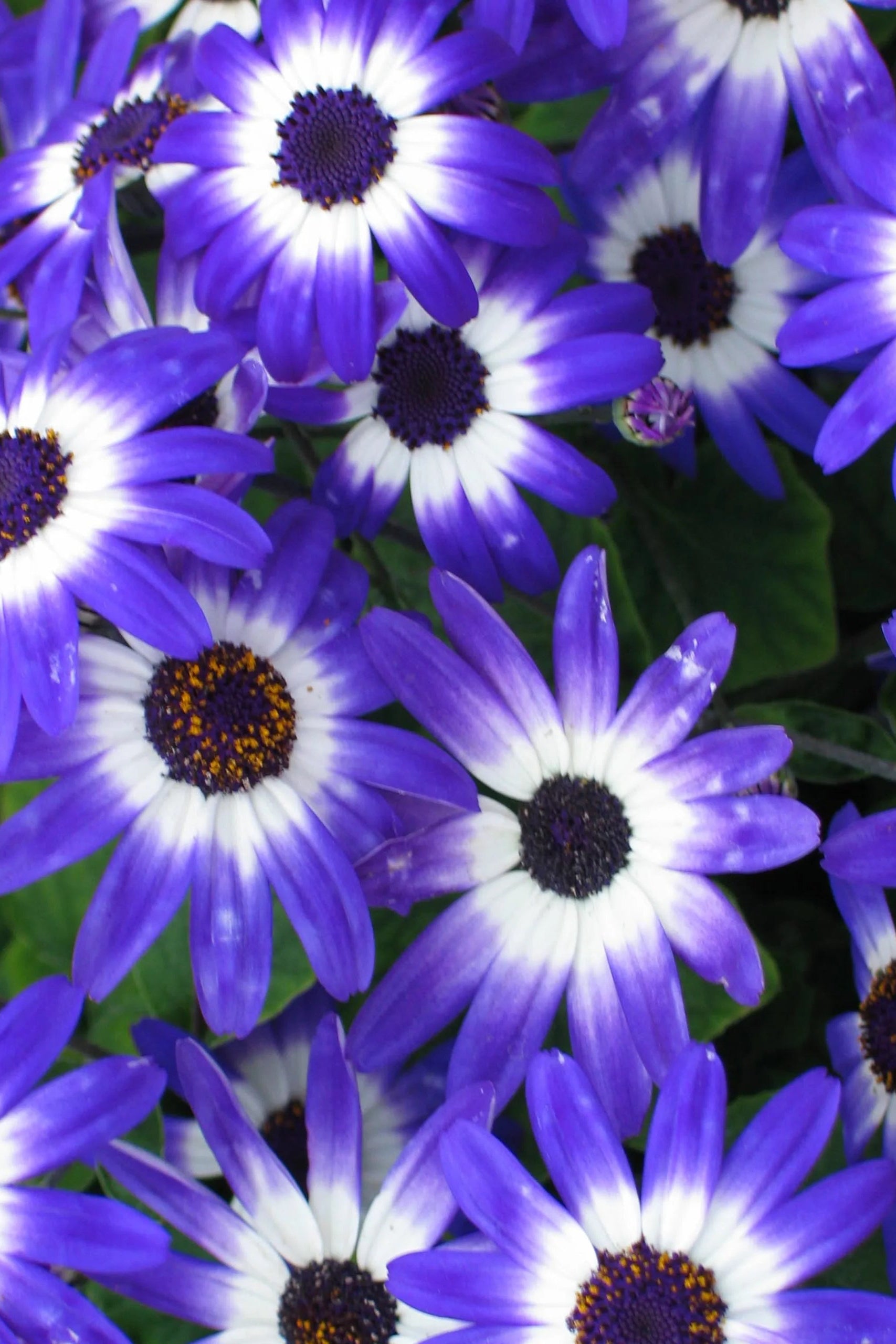 Senetti Blue BiCOlor flowers open and up close ©Clesen Wholesale