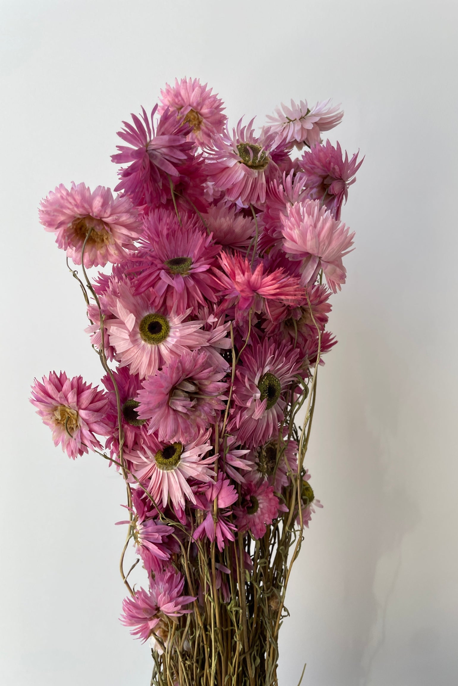 Pink preserved Acroclinium bunch at Sprout Home up close