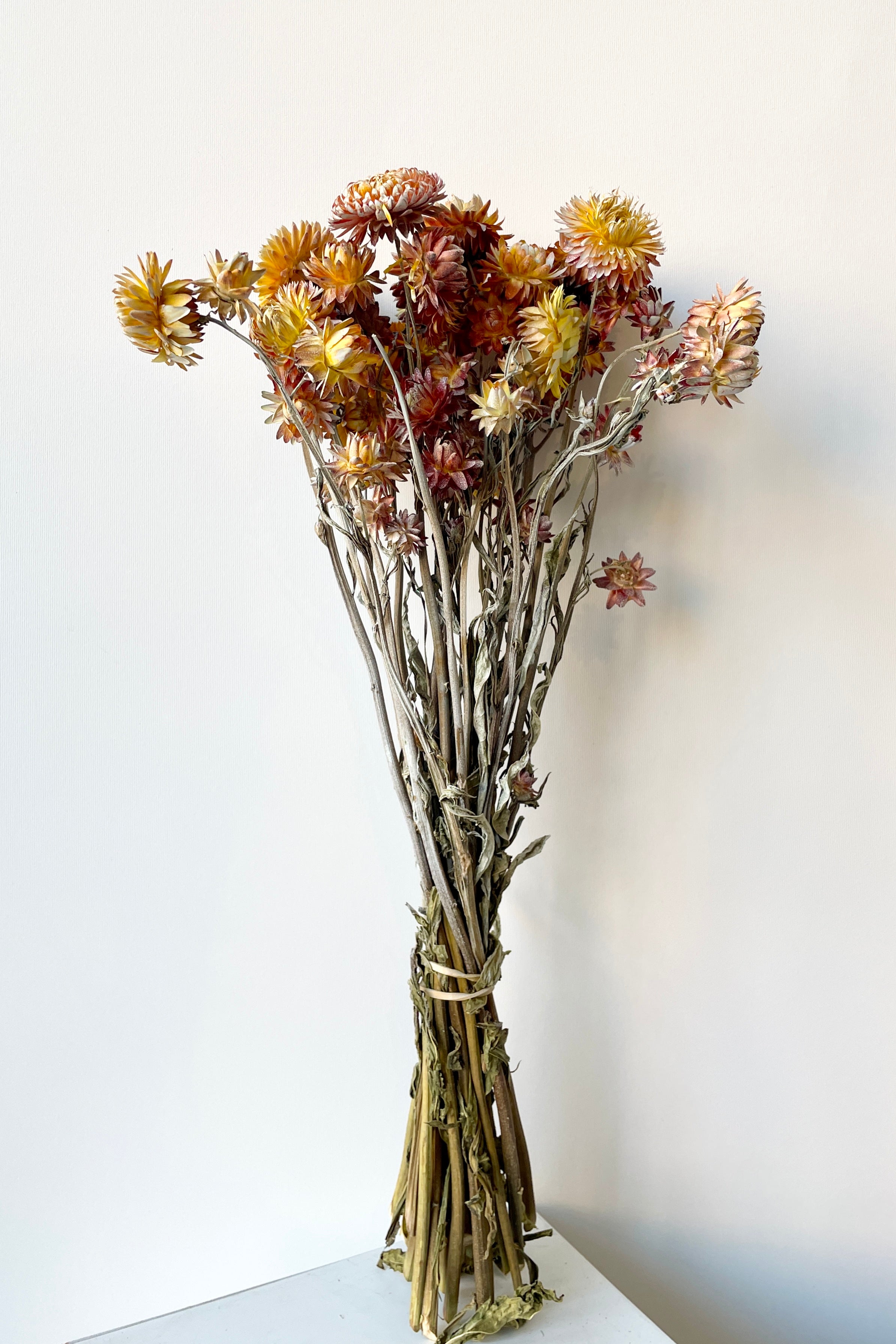 A bunch of Helichrysum in a dusty brick color preserved at Sprout Home against a white wall