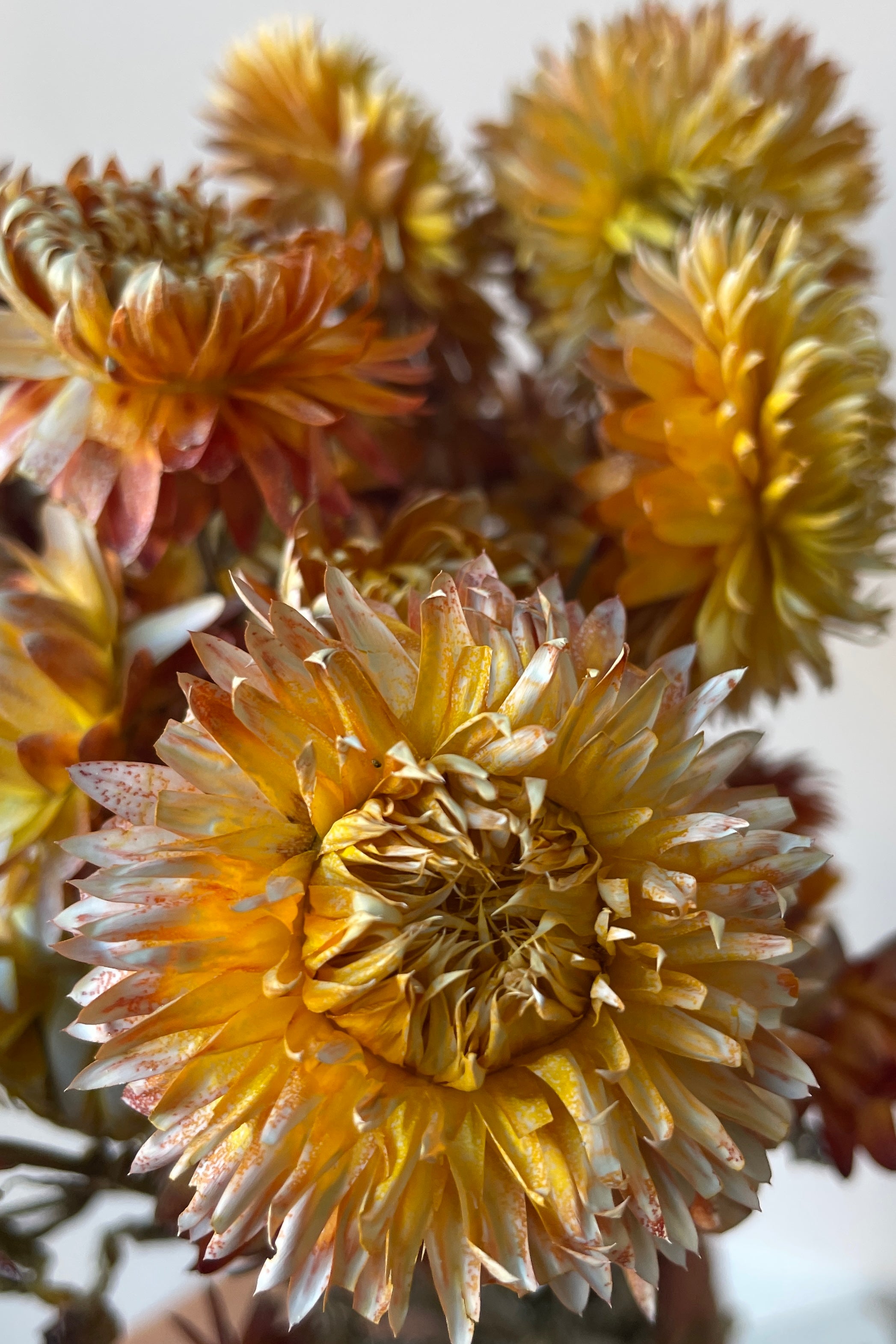 Dusty brick colored Helichrysum up close showing multiple strawflowers