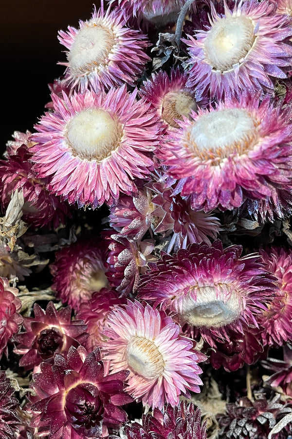 Up close detail image of a cluster of preserved Helichrysum in Dusty Fuchsia Color