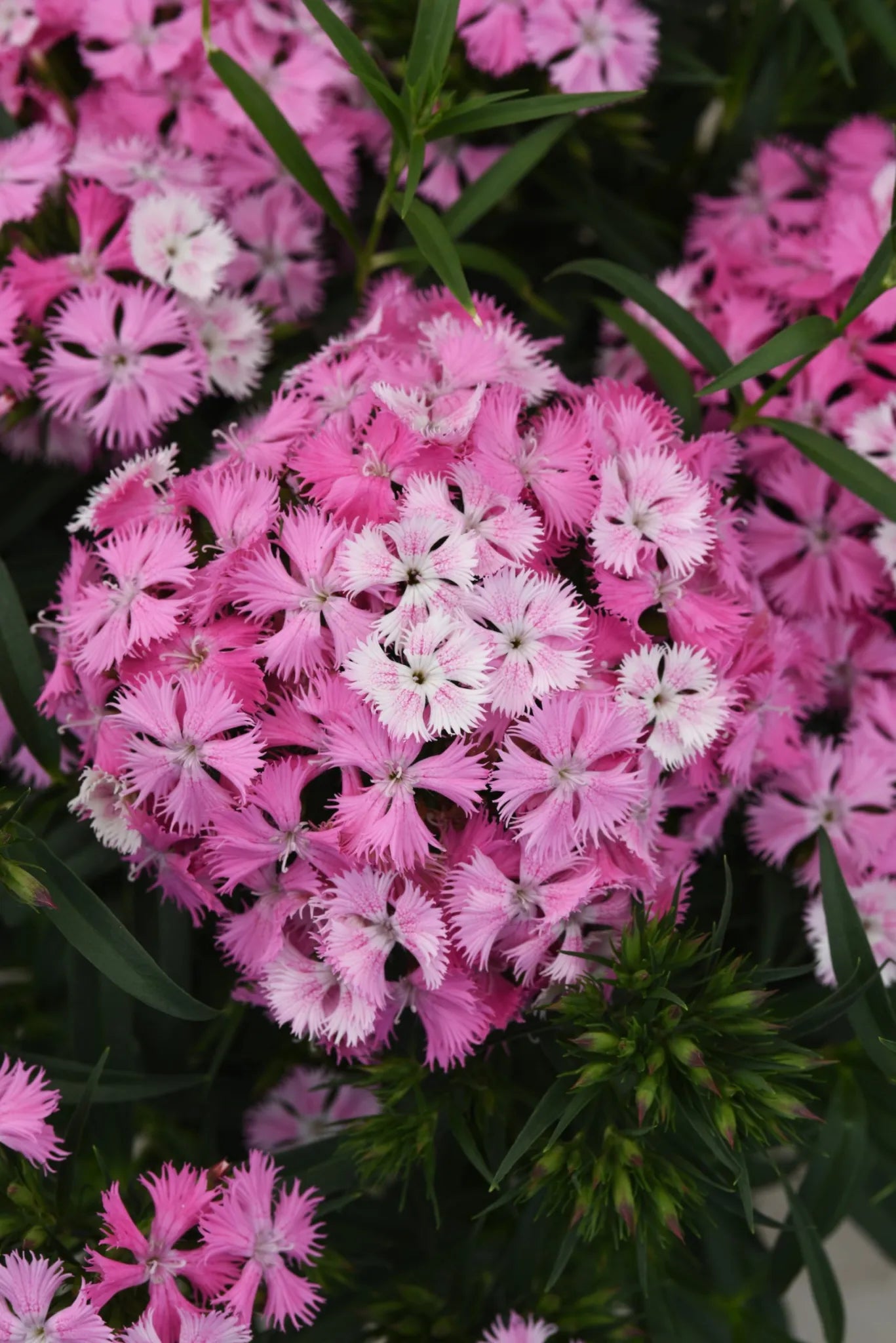 Close-up of pink and white Dianthus "Rockin' Pink Magic' flowers with green leaves ©Clesen Wholesale