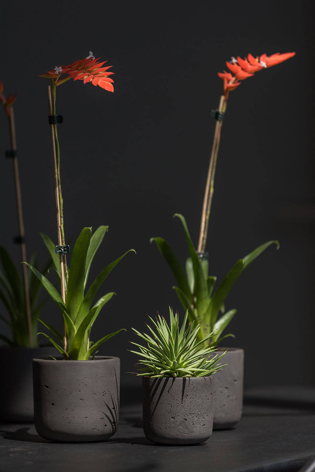 various sized Black washed Charlie pot by Pottery Pots planted and on a black table and backdrop.