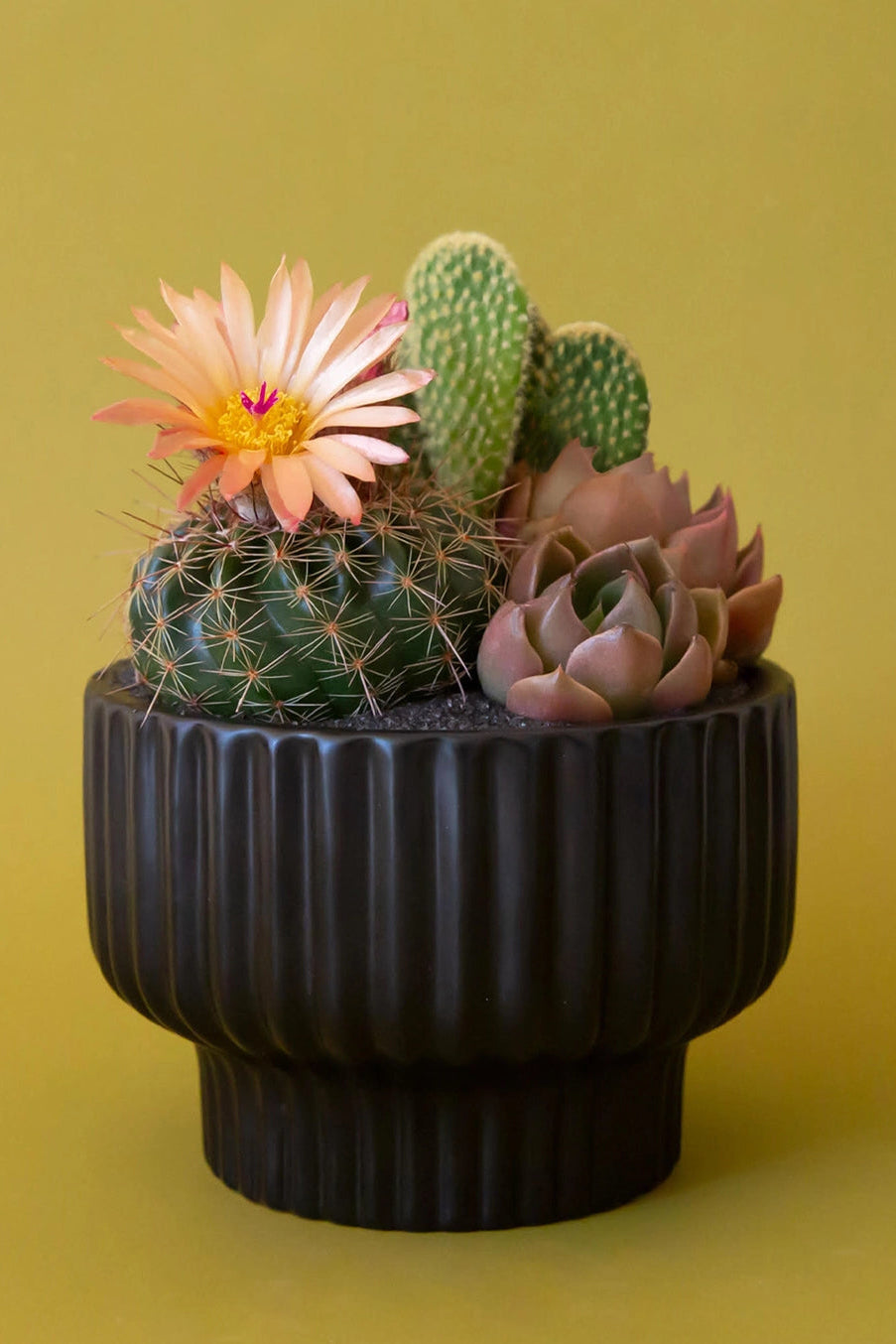 Black Presley planter by Jungle Club potted with a variation of succulents against a gold yellow backdrop ©Sprout Home
