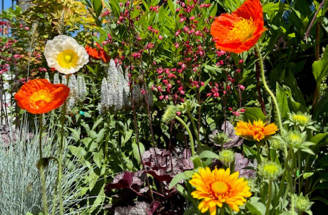 Image of the Sprout home garden with poppies in Bloom. ©Sprout HOme