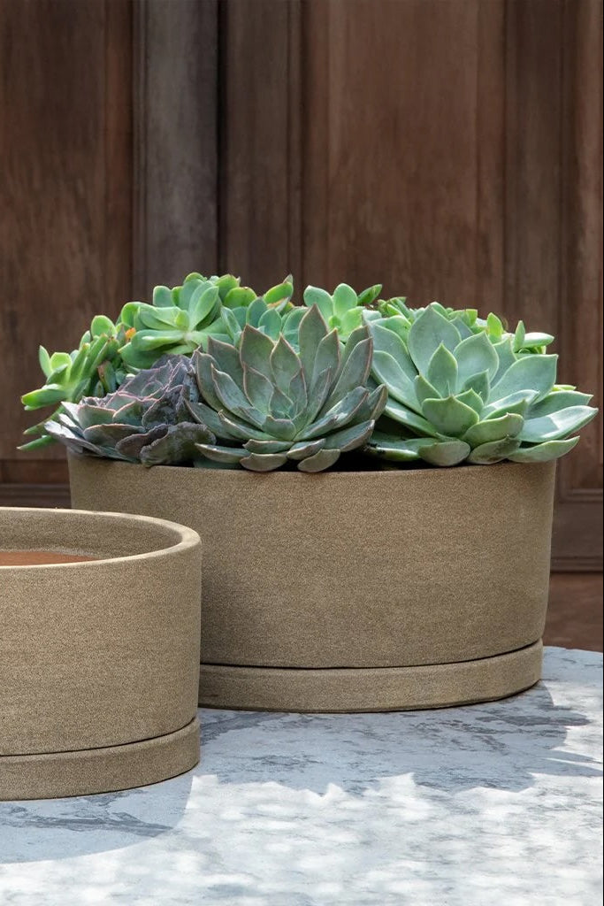 A low profile planter with succulent plants in front of a wooden wall ©Campania International