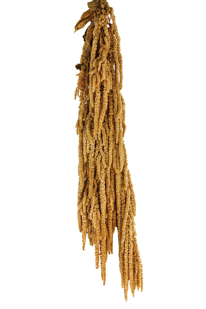 Amaranthus Natural Color Preserved Bunch hanging on a white background 