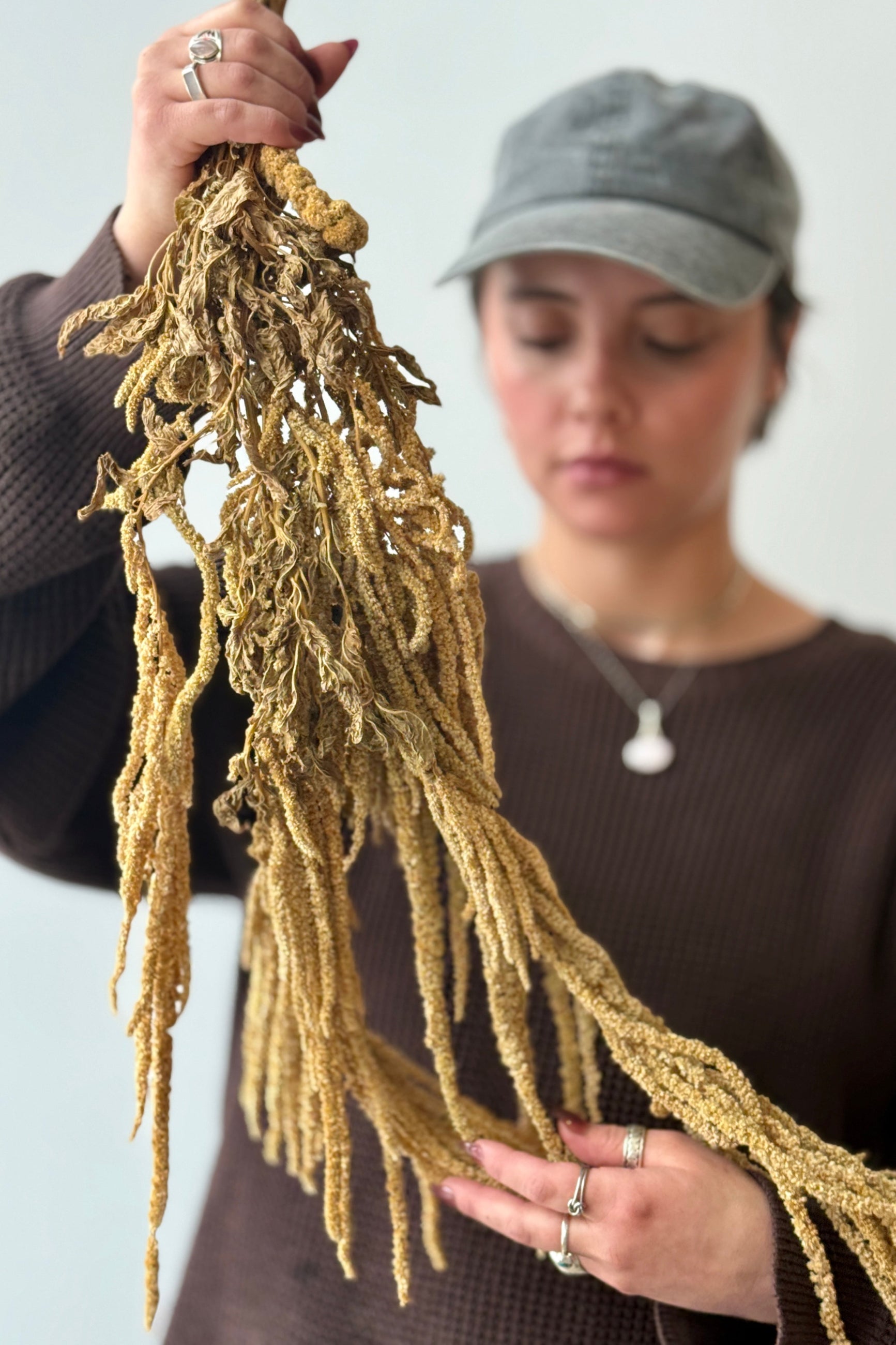 Person holding a bundle of dried naturally preserved Amaranthus against a plain background ©Sprout Home