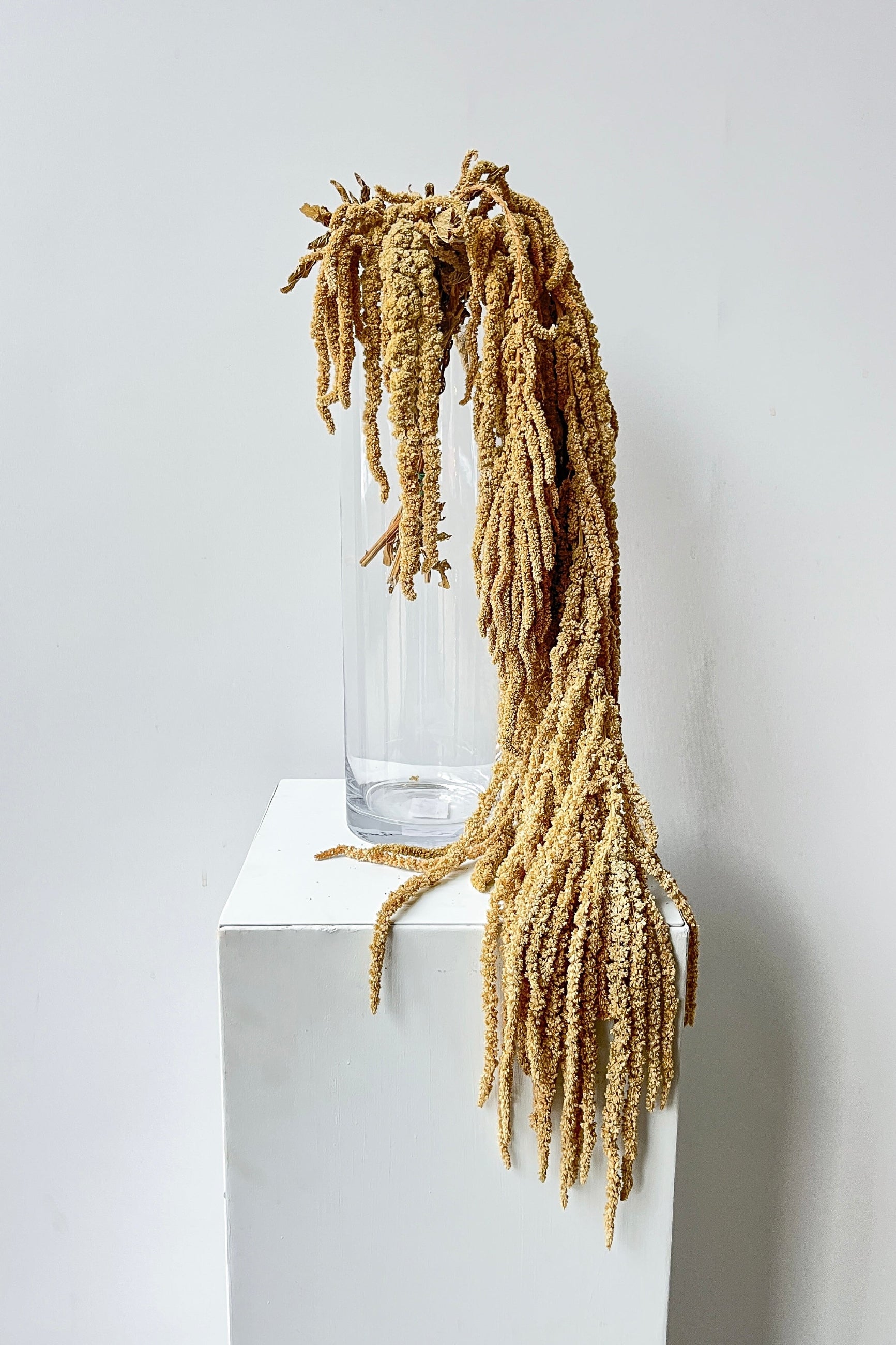 Beige preserved amaranthus on a white pedestal with a clear glass vase against a light gray background ©Sprout Home