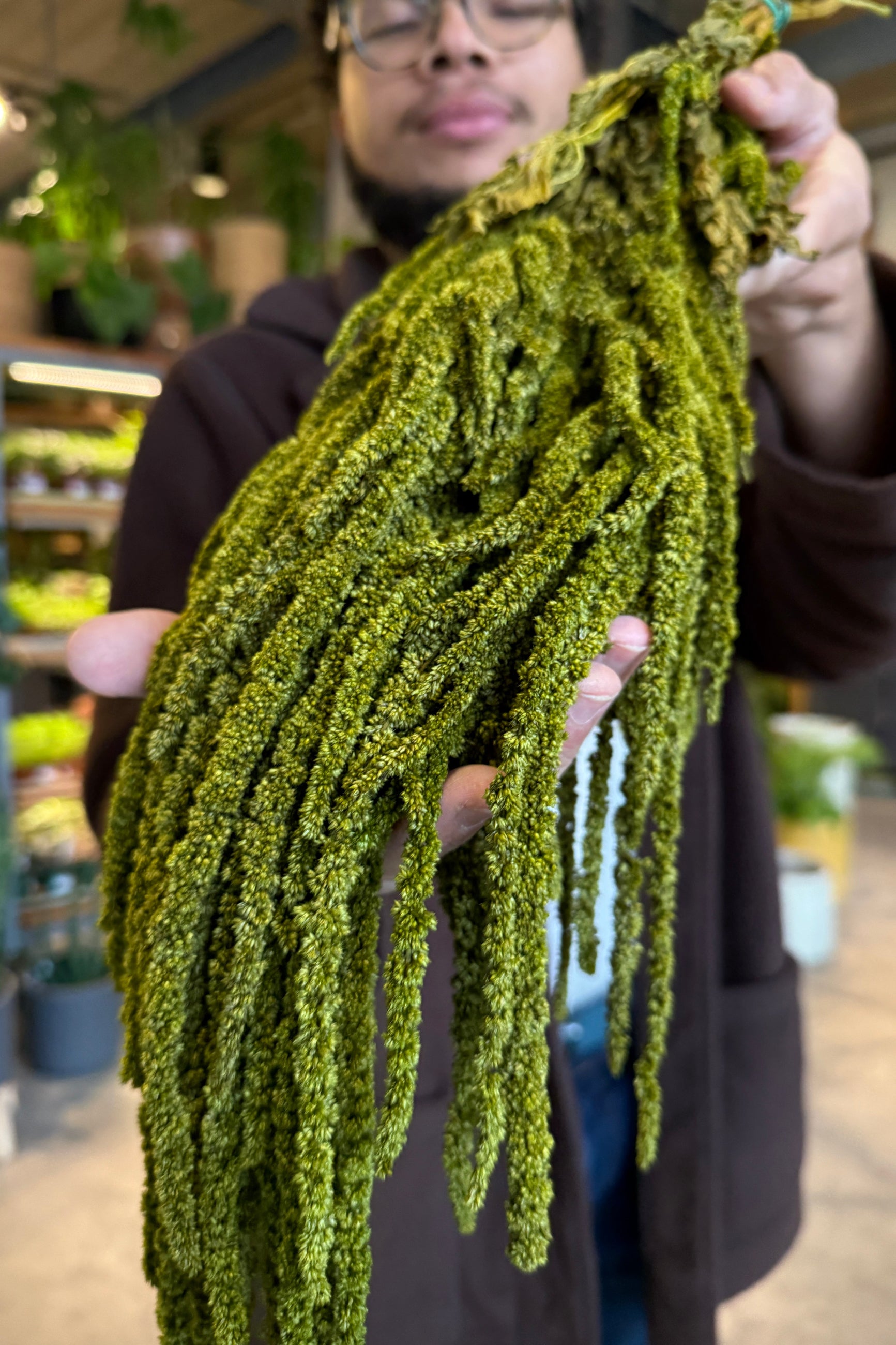Sprout Home staff member holding a large bundle of light green Amaranth's in an indoor setting. ©Sprout Home