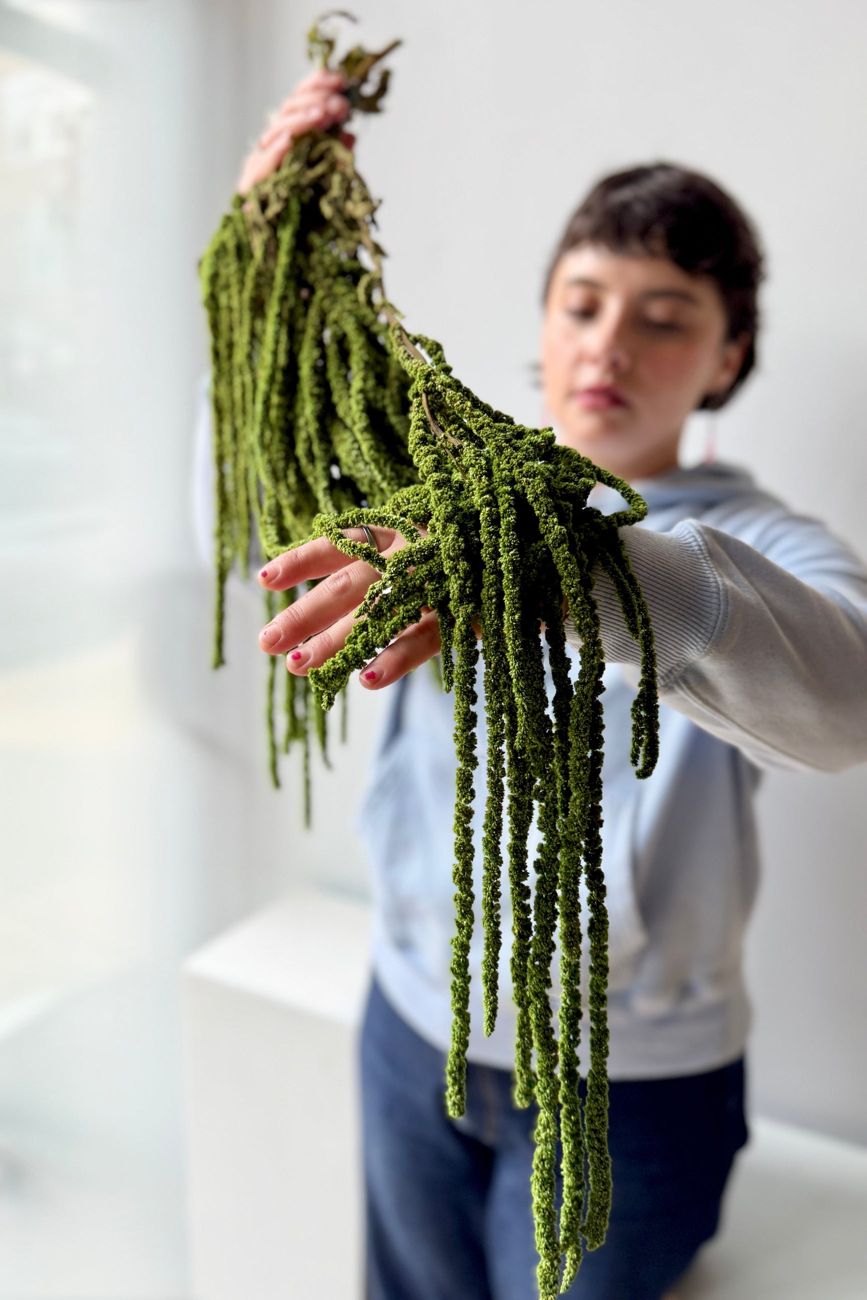 Person holding a bundle of olive green preserved Amaranthus leaves against a white background ©Sprout Home