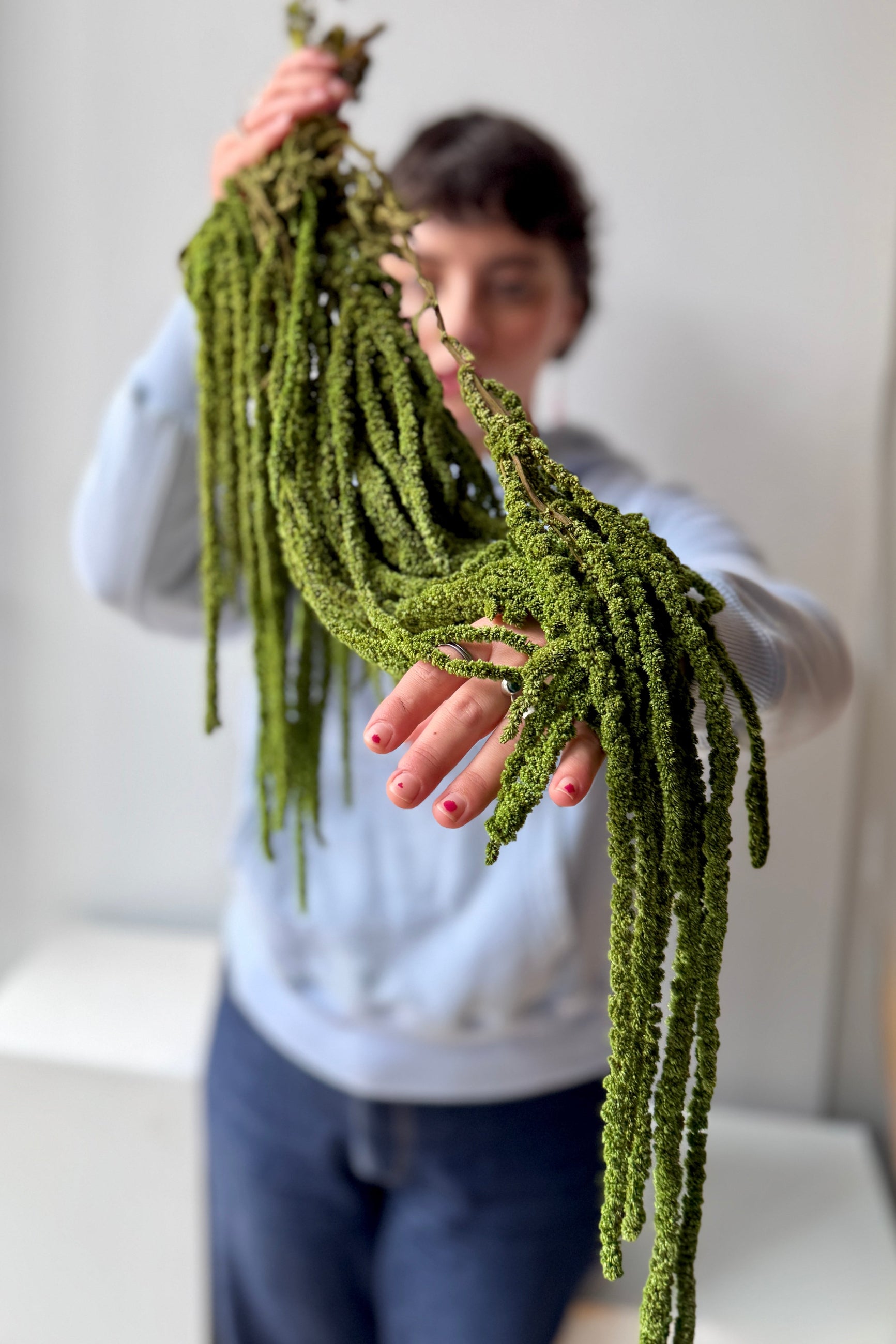 Person holding a large olive green Amaranth preserved with a blurred background ©Sprout Home