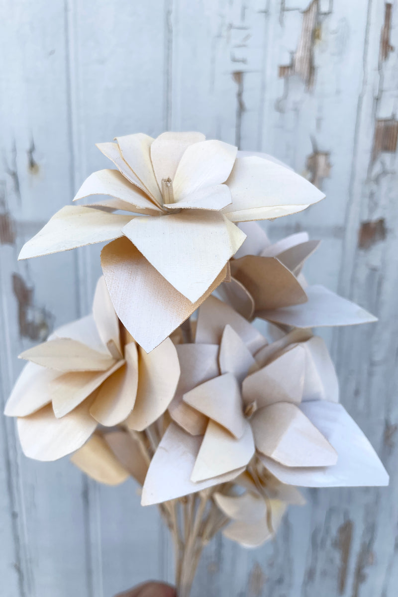 Detail shot of the preserved bleached Tari flowers.  