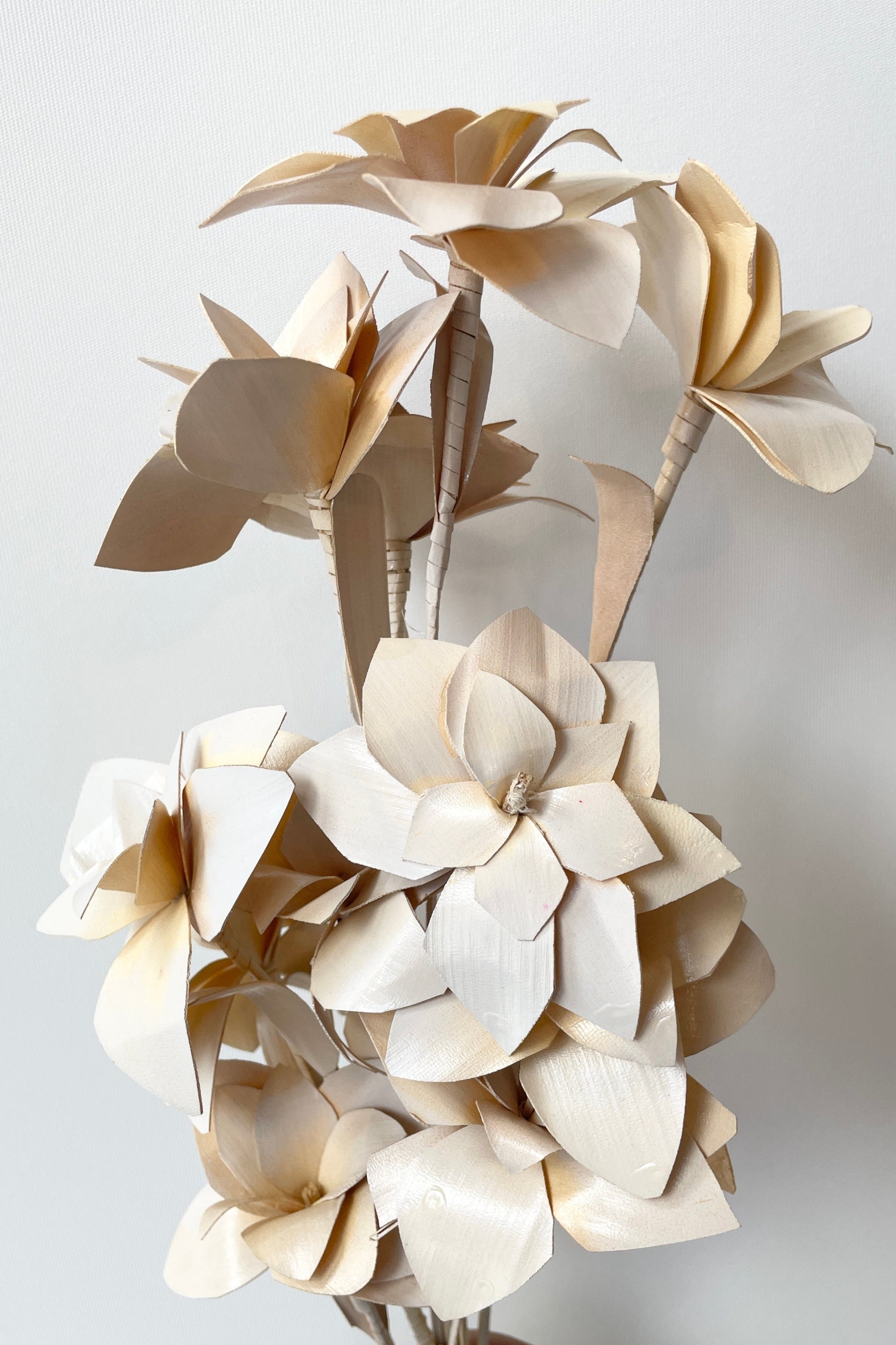 A close of the Tari bleached preserved bunch against a white wall at Sprout Home.  ©Sprout Home
