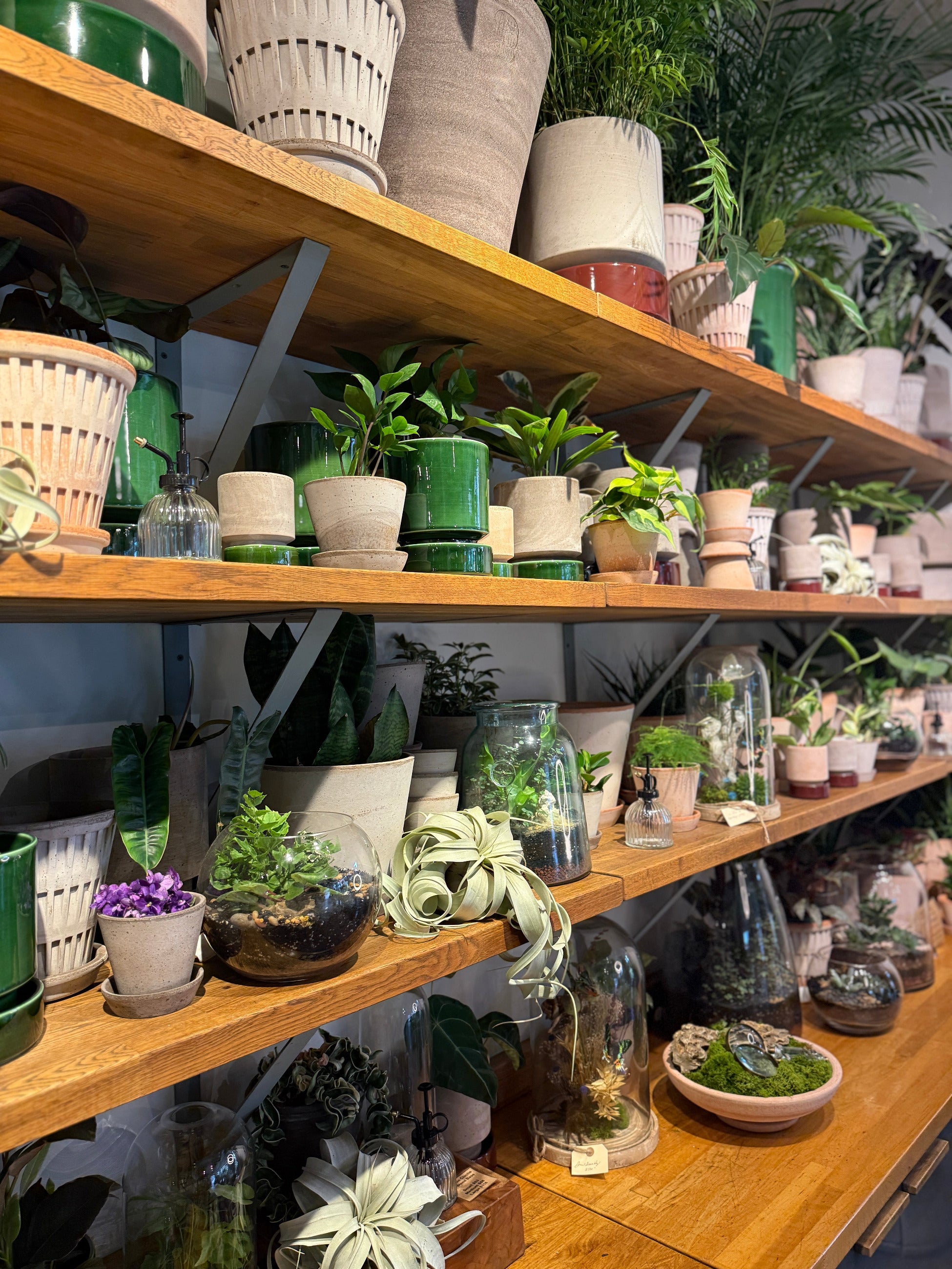 indoor shelving area at Sprout Home featuring terrariums, xerographicas and Bergs Potter ©Sprout Home