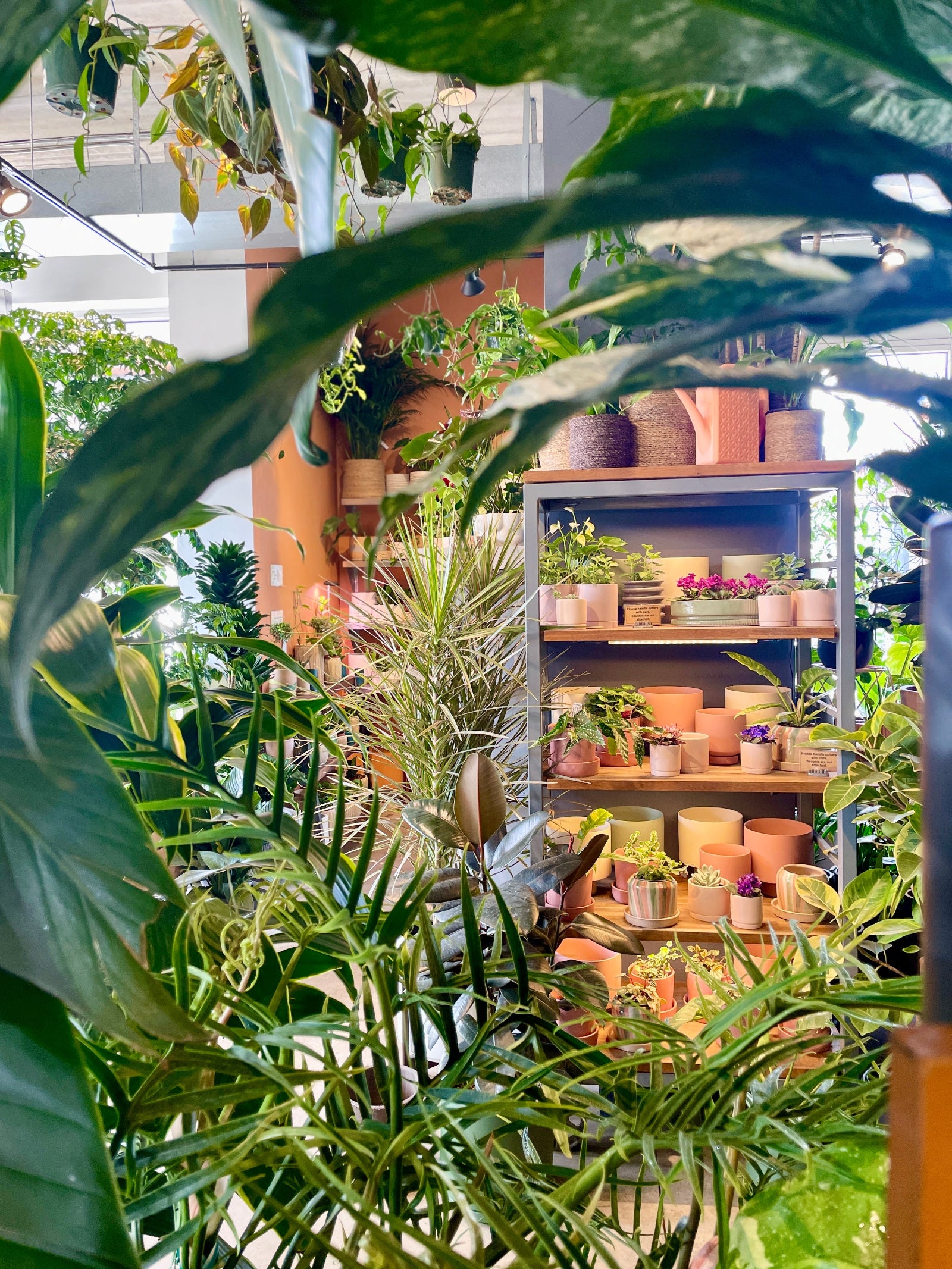 Interior garden shop at Sprout Home ©Sprout Home