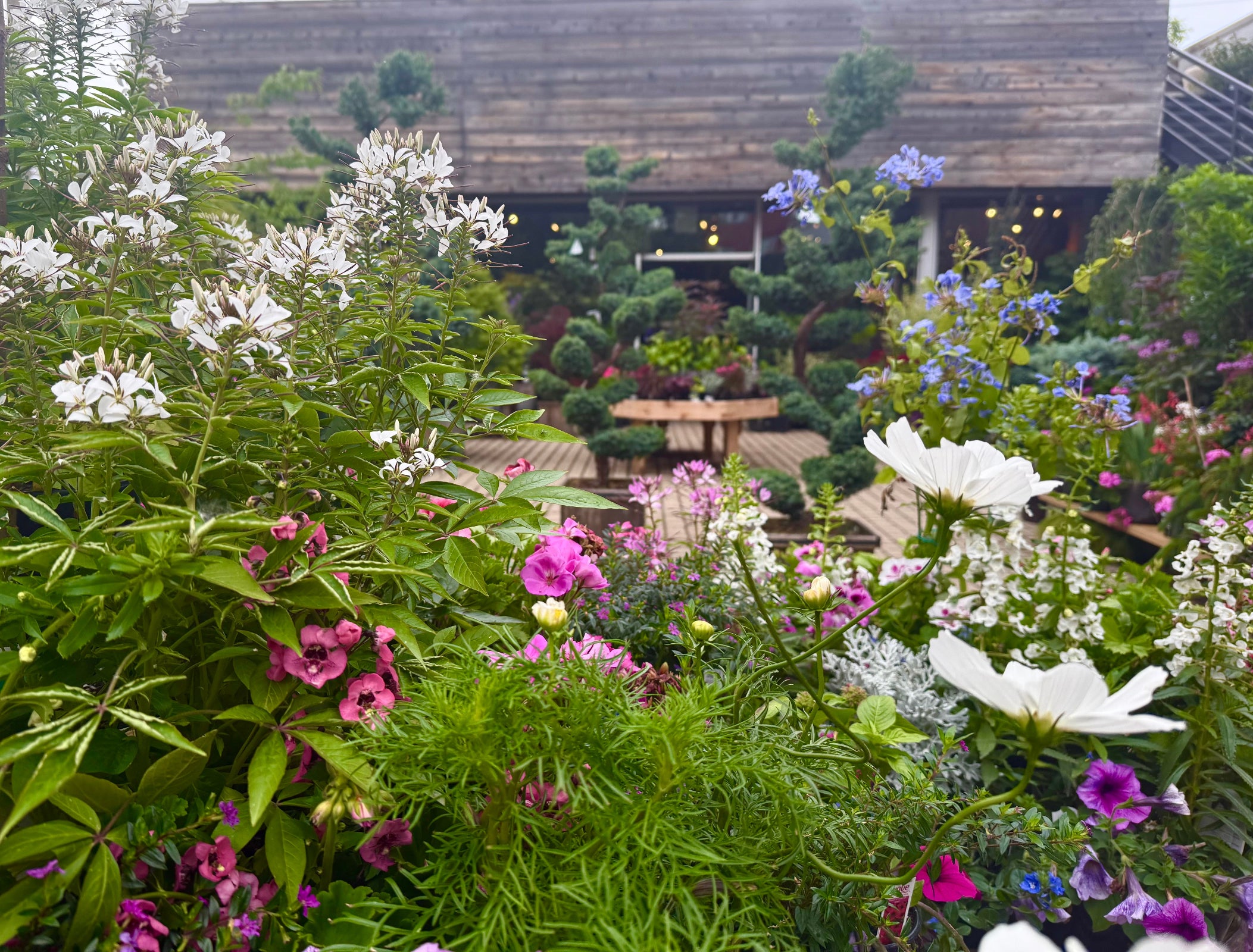The outdoor garden in June at Sprout home ©Sprout Home