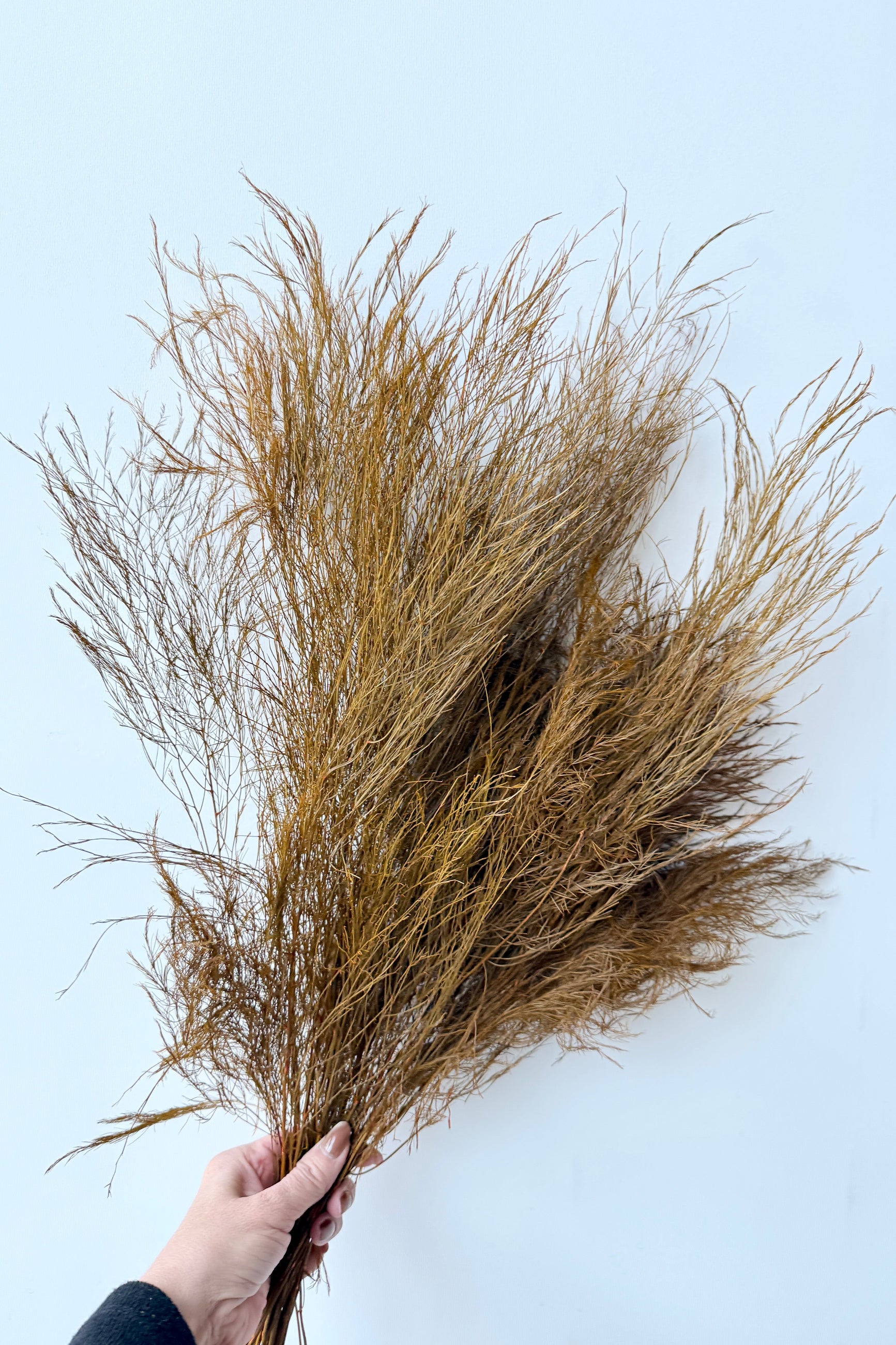 Hand holding a bundle of dried preserved and dyed brown ferns against a light blue background ©Sprout Home