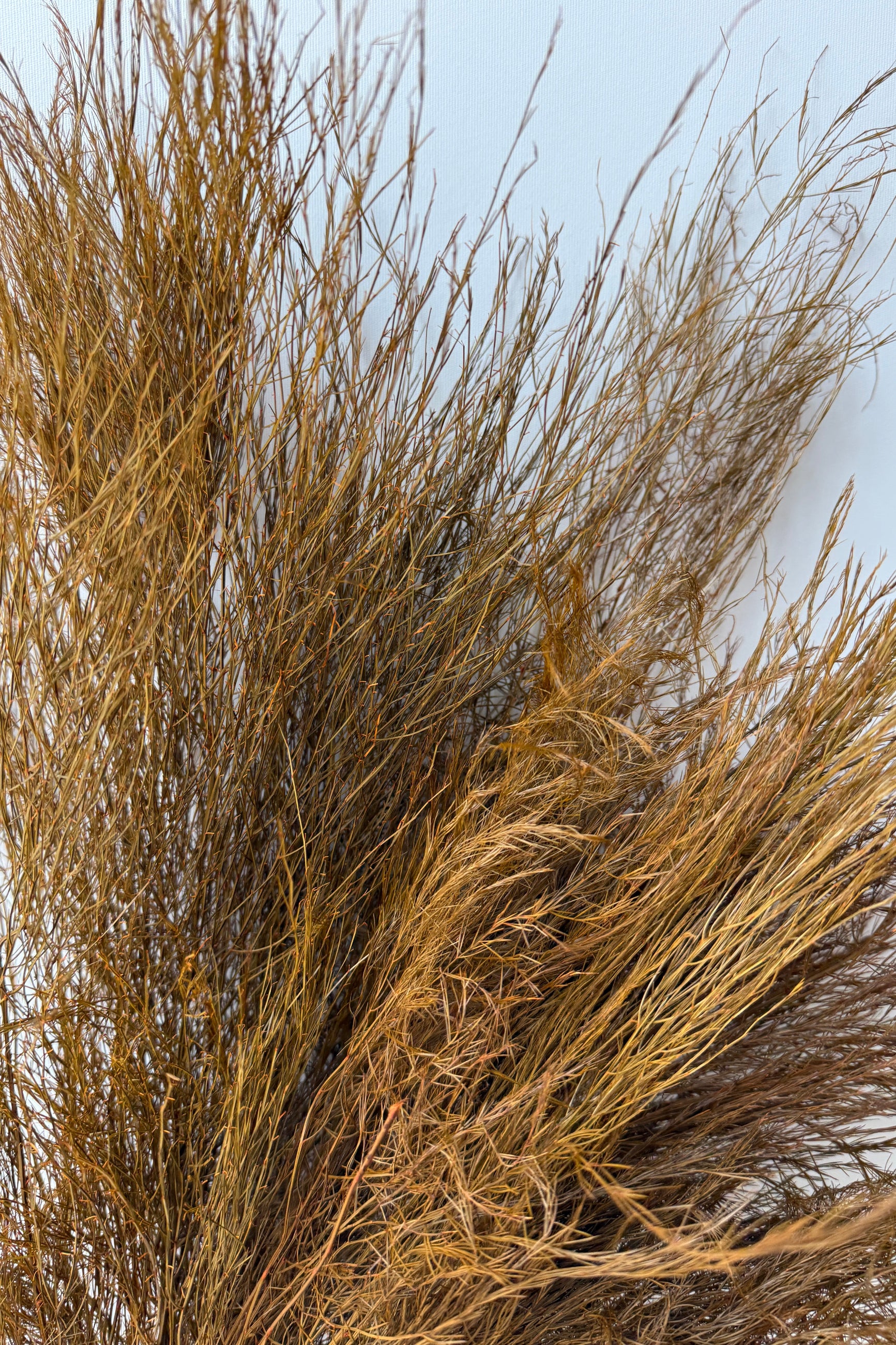 Dried brown preserved and dyed asparagus fern  against a light blue sky ©Sprout Home