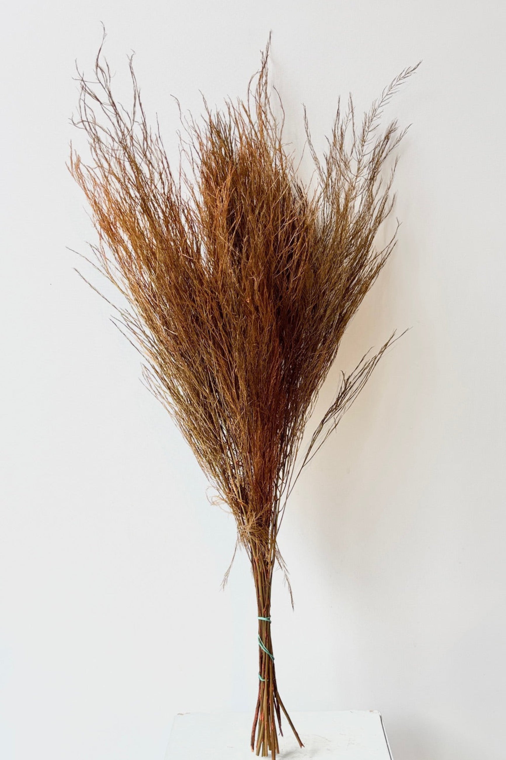 Asparagus Trifle Warm Ochre Color Preserved Bunch full size against a white backround ©Sprout Home