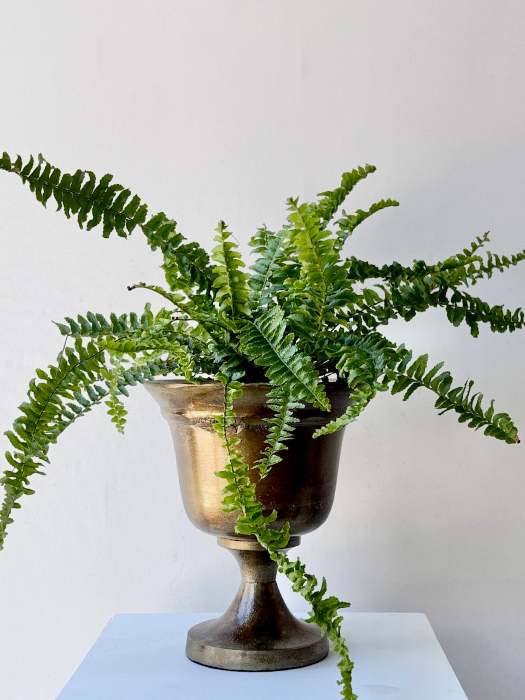 Small bronze Hullen vases on a white surface witha fern ©Sprout Home