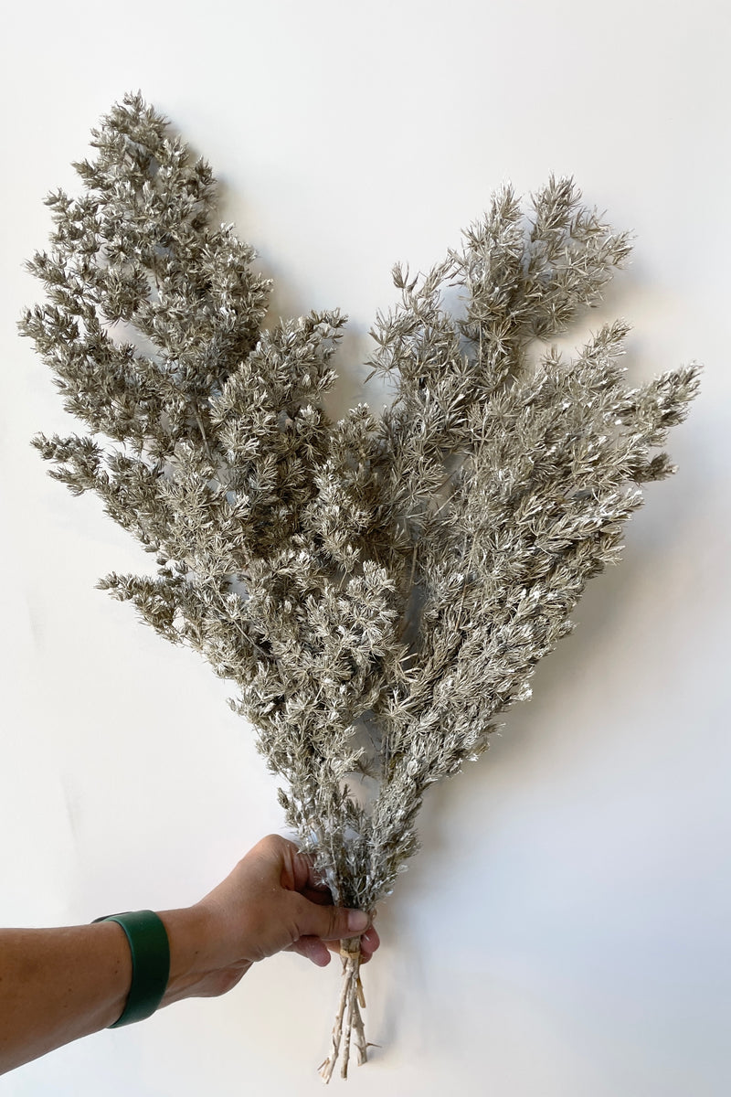 A bunch of preserved Dusty white colored Ming asparagus fern being held in front of a white wall.